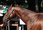 FT NY-Bred Sale: Hip 395 FT NY-Bred Sale: Hip 395