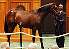 F-T NY-Bred Sale Posts Across-the-Board Gains F-T NY-Bred Sale Posts Across-the-Board Gains
