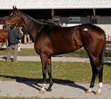 Maryfield a Deal at $1,250,000 at Fasig-Tipton Maryfield a Deal at $1,250,000 at Fasig-Tipton