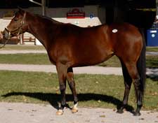 Average, Median Rise at Fasig-Tipton November Select Sale Average, Median Rise at Fasig-Tipton November Select Sale