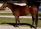 Average, Median Rise at Fasig-Tipton November Select Sale Average, Median Rise at Fasig-Tipton November Select Sale