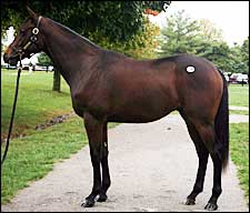 Dynaformer Colt Tops FT Final Session, Sale Up in All Categories Dynaformer Colt Tops FT Final Session, Sale Up in All Categories