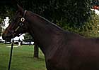 Dynaformer Colt Tops FT Final Session, Sale Up in All Categories