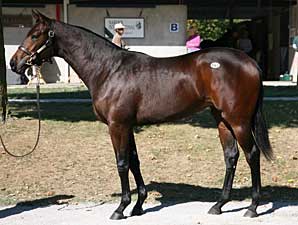 FT Kentucky Sale Down Across Board FT Kentucky Sale Down Across Board