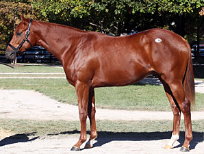 Fasig-Tipton Sees More October Gains Fasig-Tipton Sees More October Gains