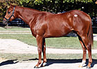 Fasig-Tipton Sees More October Gains Fasig-Tipton Sees More October Gains