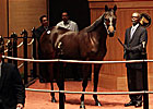 Smart Strike Filly New F-T Sale Topper Smart Strike Filly New F-T Sale Topper