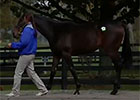 F-T October Yearling Sale Recap Day 1 F-T October Yearling Sale Recap Day 1