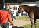 Fasig-Tipton October Sale Preview Fasig-Tipton October Sale Preview