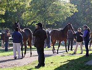 Friend Steps in for Injured F-T Oct Consignor Friend Steps in for Injured F-T Oct Consignor