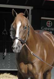 Mr. Greeley Colt Brings $2.2 Million, But Saratoga Sale Suffers Setbacks Mr. Greeley Colt Brings $2.2 Million, But Saratoga Sale Suffers Setbacks