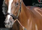 Mr. Greeley Colt Brings $2.2 Million, But Saratoga Sale Suffers Setbacks