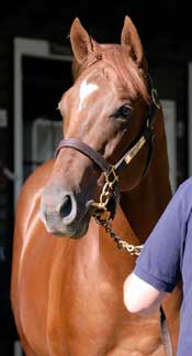 Offspring of A.P. Indy, Unbridled's Song Could Be 'Real Deals' In Saratoga Sale's Opening Session Offspring of A.P. Indy, Unbridled's Song Could Be 'Real Deals' In Saratoga Sale's Opening Session