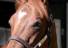 Offspring of A.P. Indy, Unbridled's Song Could Be 'Real Deals' In Saratoga Sale's Opening Session