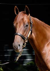 Former Airline Founder Enjoys Breeding Success Former Airline Founder Enjoys Breeding Success