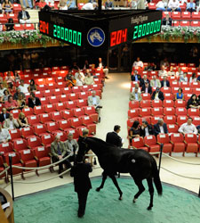Storm Cat Colt Sells for $2.8 Million Storm Cat Colt Sells for $2.8 Million