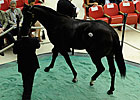 Gross Rises 45.6% at Saratoga Sale