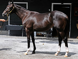 Son of Storm Cat Brings $2 Million Son of Storm Cat Brings $2 Million