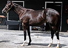 Son of Storm Cat Brings $2 Million