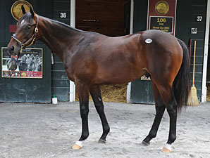 Son of Street Cry Sells for $625,000 Son of Street Cry Sells for $625,000