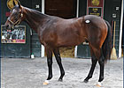 Son of Street Cry Sells for $625,000 Son of Street Cry Sells for $625,000