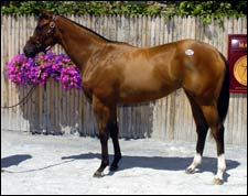 $2-Million Fusaichi Pegasus Filly Heads Strong F-T Saratoga Sale