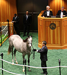 Tapit Filly Brings $1 Million at F-T Saratoga