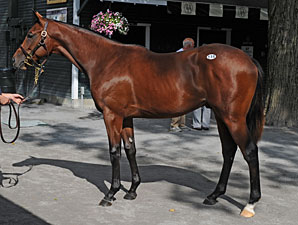 Bernardini Colt Goes for $1.2 Million Bernardini Colt Goes for $1.2 Million