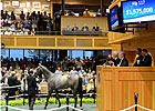 2nd Night Surge Cuts Saratoga Sale Declines