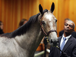 2012 Saratoga Sale Topper Nearing Debut 2012 Saratoga Sale Topper Nearing Debut