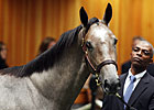 2012 Saratoga Sale Topper Nearing Debut 2012 Saratoga Sale Topper Nearing Debut