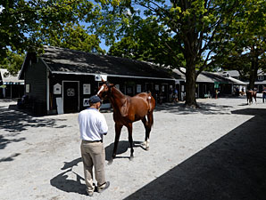 New York-Bred Sale Expected to Post Gains New York-Bred Sale Expected to Post Gains
