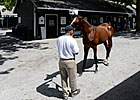 New York-Bred Sale Expected to Post Gains New York-Bred Sale Expected to Post Gains