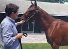 Fasig-Tipton Saratoga: Hip 104 Fasig-Tipton Saratoga: Hip 104
