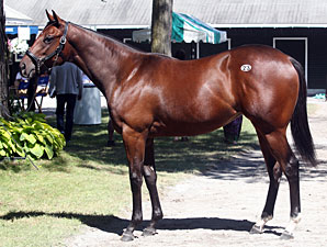 Distorted Humor Filly Brings $1 Million Distorted Humor Filly Brings $1 Million