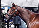 Distorted Humor Filly Brings $1 Million Distorted Humor Filly Brings $1 Million