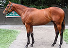Darley Buys Son of Bernardini for $800,000 Darley Buys Son of Bernardini for $800,000