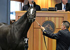 F-T New York Mixed Sale Grosses $1,933,600 F-T New York Mixed Sale Grosses $1,933,600