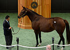 Filly, Mare Tie for Highest Price at F-T Sale Filly, Mare Tie for Highest Price at F-T Sale