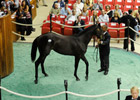 Mo Momentum: Sheikh Boosts Saratoga Sale