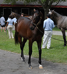 F-T New York-Bred Sale Enjoys Strong Opening F-T New York-Bred Sale Enjoys Strong Opening