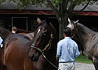 F-T New York-Bred Sale Enjoys Strong Opening F-T New York-Bred Sale Enjoys Strong Opening