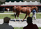 Getting the Yearling Sales 'Cream' to the Top Getting the Yearling Sales 'Cream' to the Top