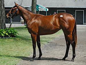 Hot Bernardini is Sire of Top Saratoga Filly Hot Bernardini is Sire of Top Saratoga Filly