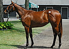 Hot Bernardini is Sire of Top Saratoga Filly Hot Bernardini is Sire of Top Saratoga Filly