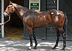 Two More Saratoga Yearlings Sell for $500k+ Two More Saratoga Yearlings Sell for $500k+