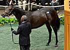Dynaformer Filly Sells for $1,225,000 Dynaformer Filly Sells for $1,225,000