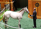 Tapit Fillies Steal Show at F-T Saratoga Sale Tapit Fillies Steal Show at F-T Saratoga Sale