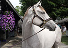 Fasig-Tipton Saratoga Notebook, Night One Fasig-Tipton Saratoga Notebook, Night One