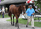 Horses to Watch at F-T Saratoga Sale, Day 1 Horses to Watch at F-T Saratoga Sale, Day 1